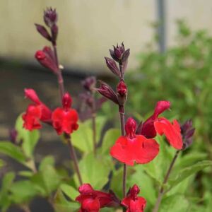 Salvia 'Royal Bumble' ---